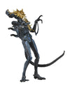 NECA - Aliens 7&quot; scale action figure - Series 12 Xenomorph Warrior Blue (Battle Damaged) - Collectors Row Inc.