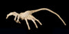 Alien - Foam Prop Replica - Life-Size Facehugger